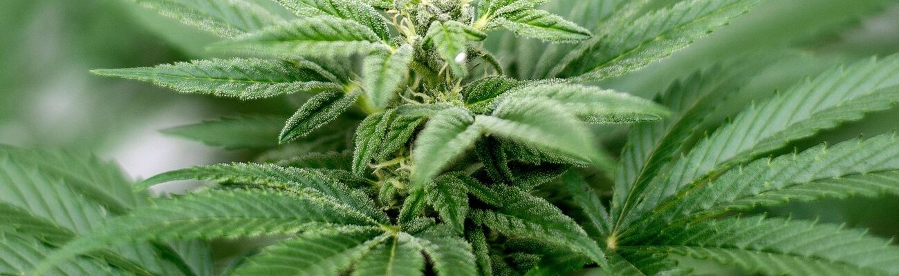 Privater Cannabis-Anbau ist seit dem 1. April legal., © Matt Masin/Zuma Press/dpa