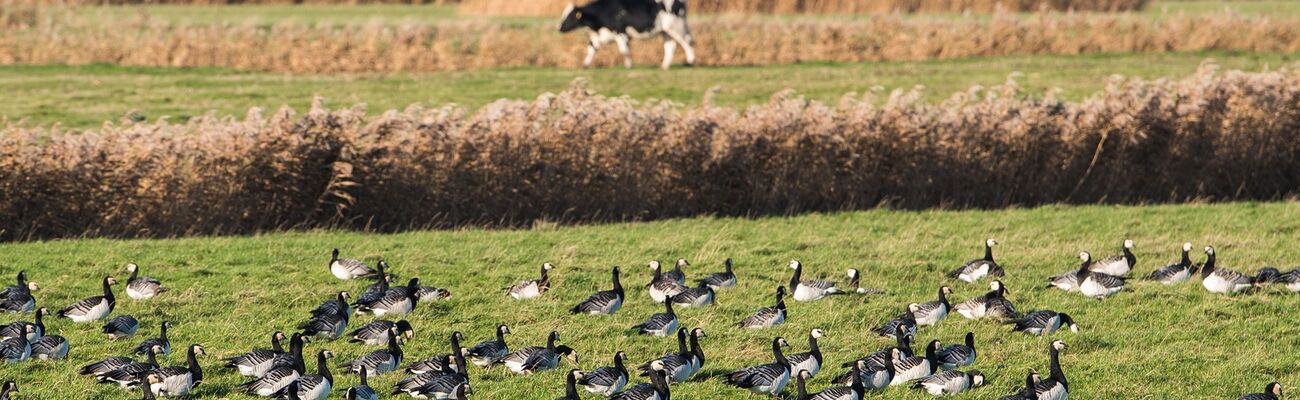 DIe Vogelgrippe hat sich weltweit ausgebreitet. (Archivbild), © Daniel Bockwoldt/dpa