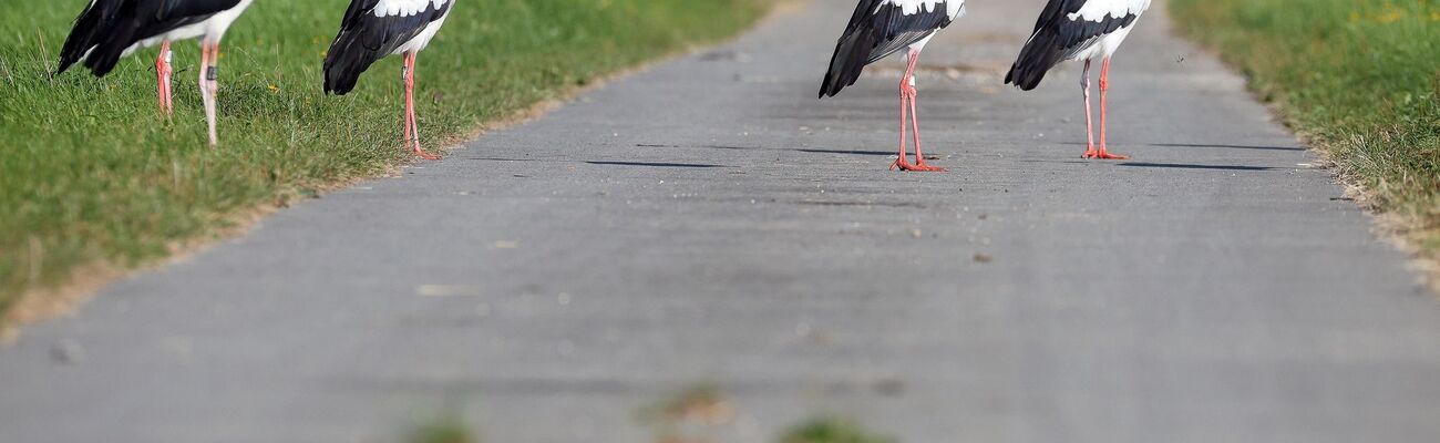 Ein kleiner Ort unweit vom Bodensee leidet unter den Vögeln (Symbolbild). , © Thomas Warnack/dpa