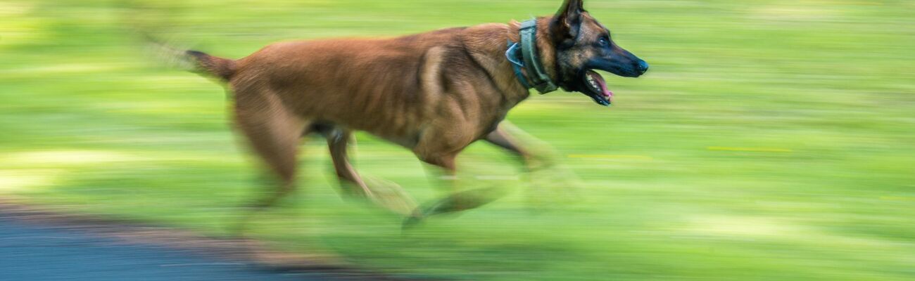 Ein Polizeihund wie dieser hier soll vor einem Jahr eine 73-Jährige angegriffen und schwer verletzt haben - jetzt wurde sein Herrchen verurteilt. (Symbolfoto), © Mohssen Assanimoghaddam/dpa