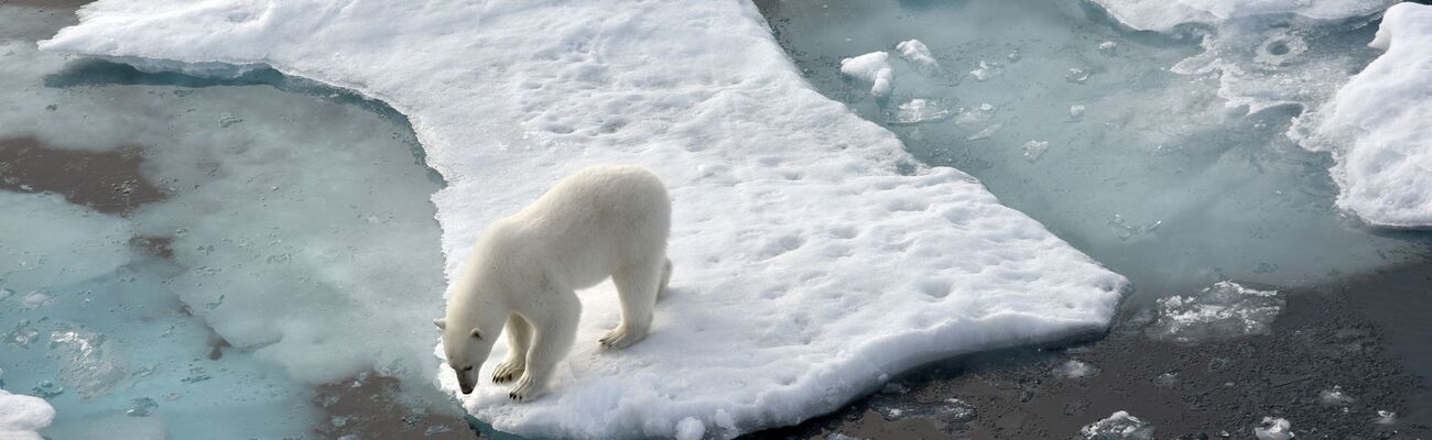 Ein Eisbär steht im Nordpolarmeer auf einer Eisscholle. Nun wurde ein Artgenosse auf Island gesichtet. (Archivbild), © Ulf Mauder/dpa