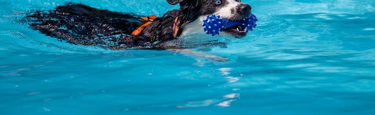 In zahlreichen Freibädern in NRW können Hunde zum Ende der Badesaison im Wasser schwimmen und planschen. (Archivfoto), © Christoph Reichwein/dpa