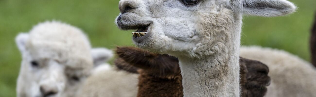 In Bonn musste die Feuerwehr mehrere Lamas verfolgen. (Symbolbild), © Peter Schneider/KEYSTONE/dpa