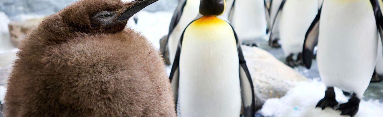 Der kugelrunde Pesto ist zum Social-Media-Star avanciert., © Uncredited/SEA LIFE Melbourne/AP/dpa