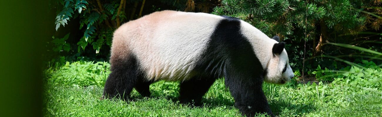 Forscher von der Universität Tübingen haben einen Vorläufer vom Panda im Allgäu entdeckt, © Paul Zinken/dpa