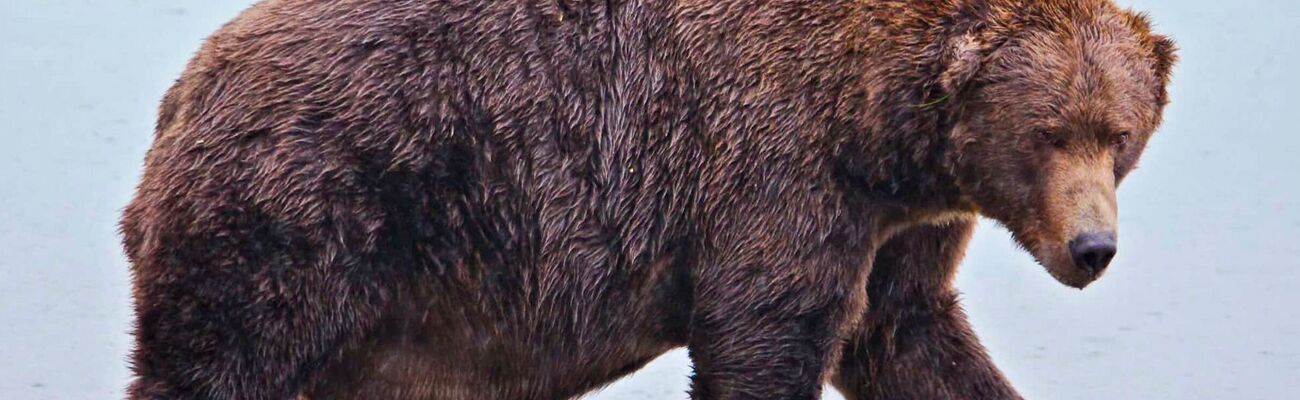 Wegen seiner Körperfülle hat Bär 747 den Spitznamen «Jumbo Jet»., © E. Johnston/National Park Service via AP/dpa