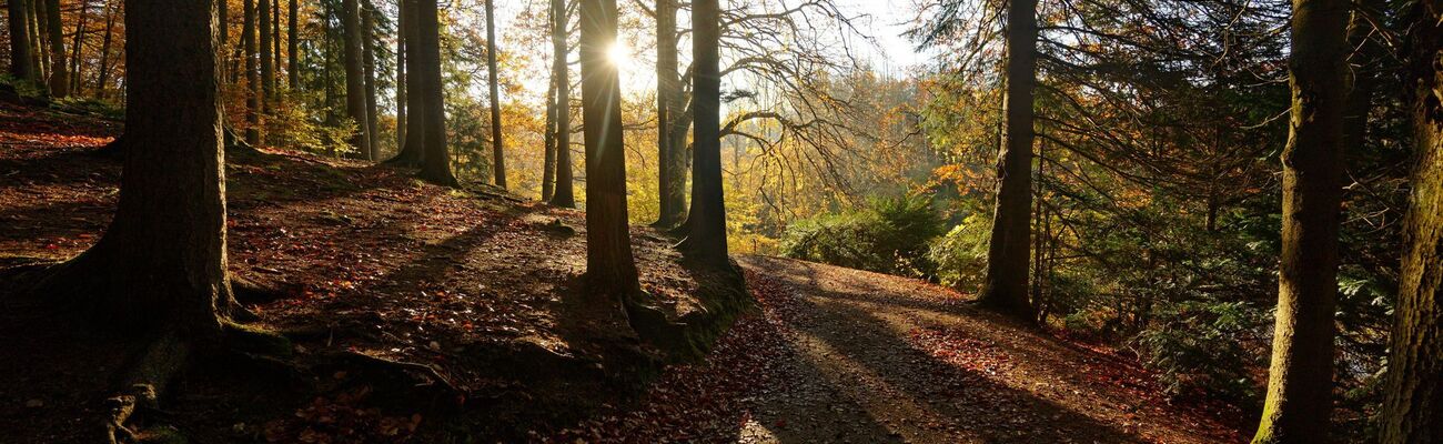 In einem Nationalpark genießt die Natur größtmöglichen Schutz - doch Gegner fürchten negative Auswirkungen für die Wirtschaft. (Symbolbild), © Henning Kaiser/dpa