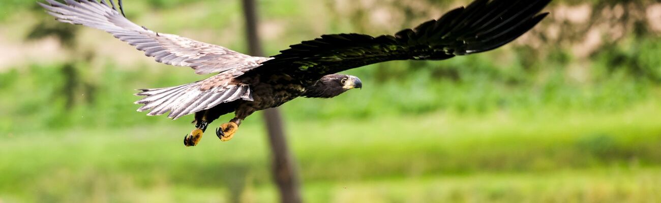 Ein junger Seeadler fliegt über eine Wiese. (Archivbild), © Frank Molter/dpa