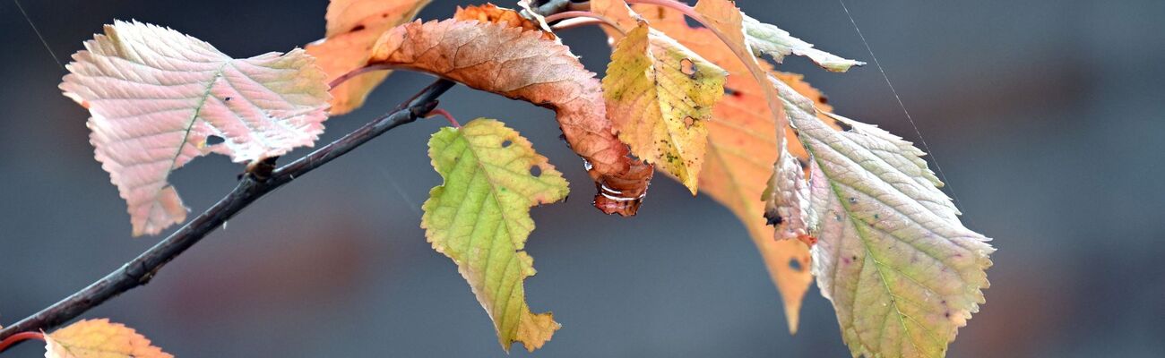 Pünktlich zum Ferienbeginn gibt es Herbstwetter in Nordrhein-Westfalen. (Symbolbild), © Federico Gambarini/dpa