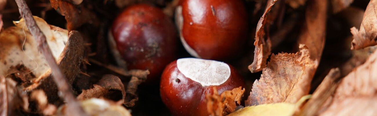 Hat der Conkers-Weltmeister etwa keine herkömmliche Kastanie genutzt? (Symbolbild), © Marcus Brandt/dpa