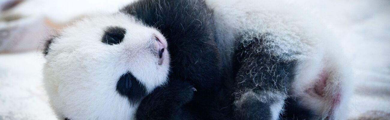 Knapp zwei Monate sind die Panda-Babys alt - und mittlerweile können sie auch die Augen öffnen. (Archivbild), © Bernd von Jutrczenka/dpa