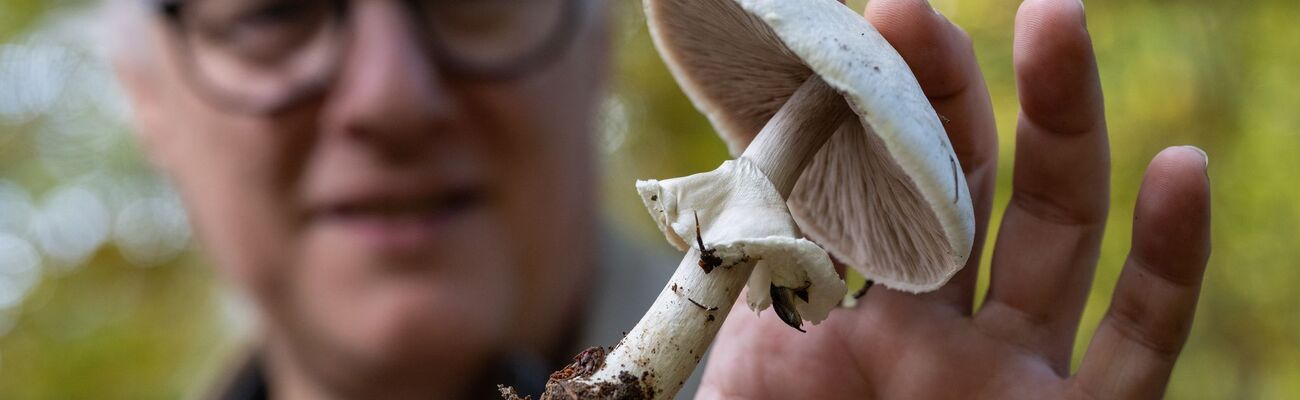 Der Eifeler Pilzsachverständige Thomas Regnery zeigt einen essbaren und ungiftigen Champignon. Allein in der Eifel wachsen 6.000 verschiedene Arten von Pilzen., © Harald Tittel/dpa