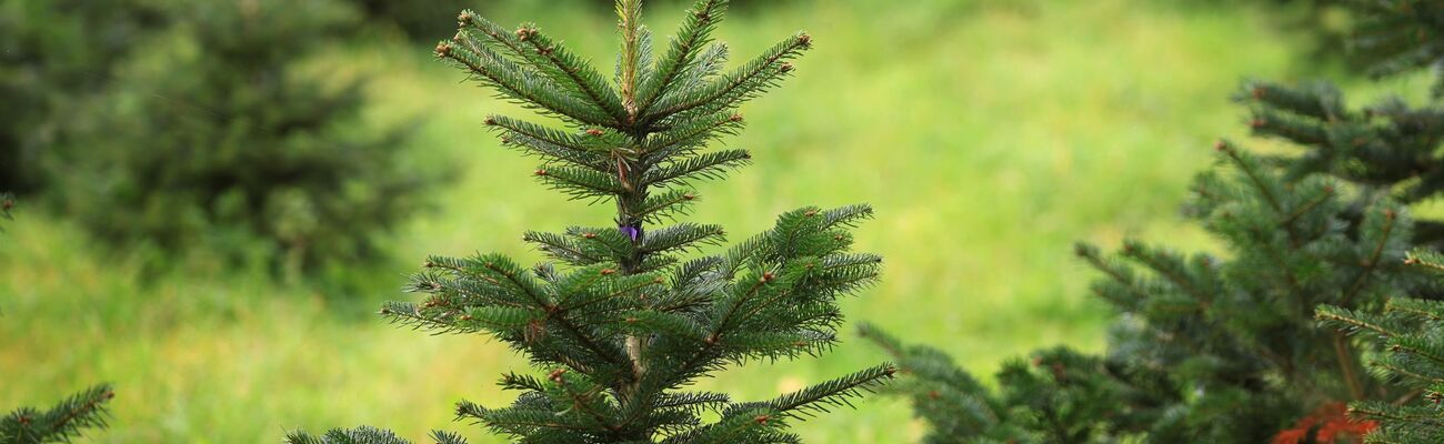 Etwa ein Drittel aller Weihnachtsbäume in Deutschland kommt aus Nordrhein-Westfalen, © Karl-Josef Hildenbrand/dpa