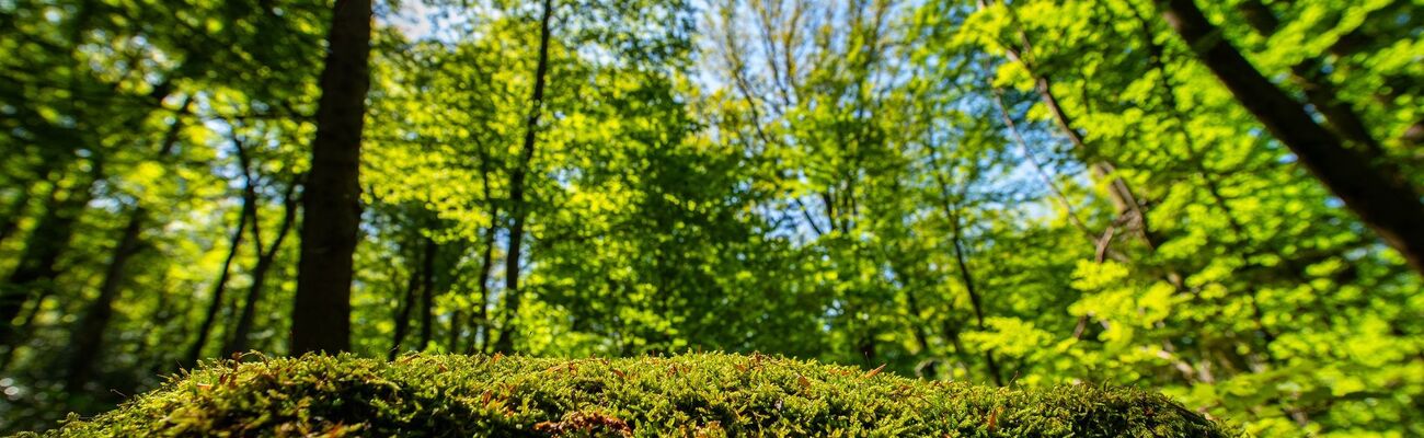 Der Wald in NRW hat sich verändert (Foto Archiv). , © Guido Kirchner/dpa