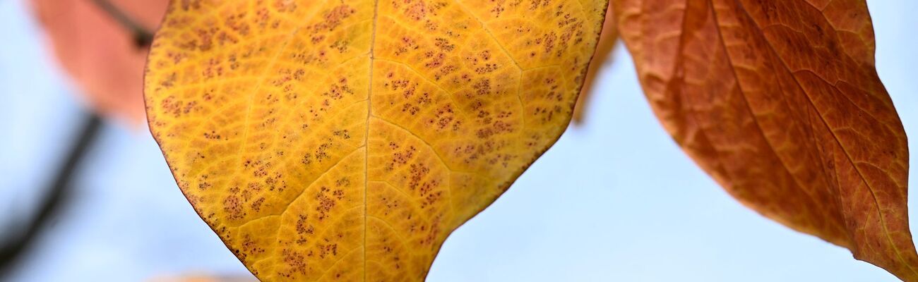 Die neue Woche beschert Nordrhein-Westfalen herbstliches Wetter. (Symbolbild), © Roberto Pfeil/dpa