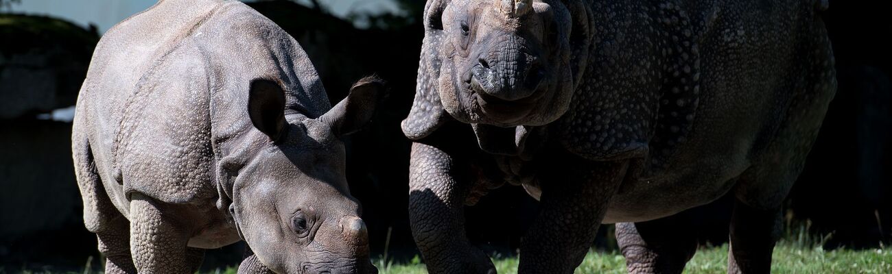 Nashorn-Mama Rapti (rechts) starb im Alter von 35 Jahren (Archivbild von 2016). , © picture alliance / dpa