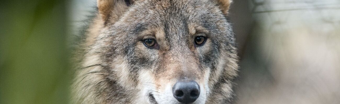 Wölfe werden auch in NRW als Problem gesehen. (Symbolbild), © picture alliance / Bernd Thissen/dpa