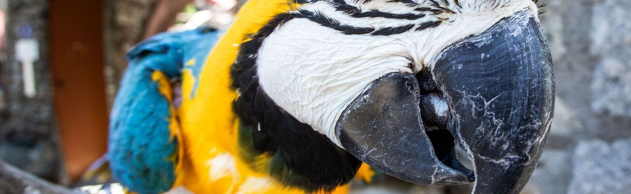 Der Vogel war seinem Besitzer entkommen und hatte Polizei und Feuerwehr in Atem gehalten. (Symbolbild), © Frank Rumpenhorst/dpa