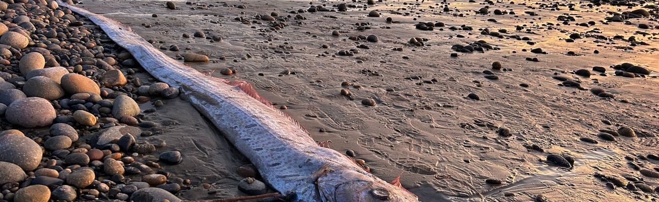 Dieser etwa drei Meter lange Riemenfisch wurde in Kalifornien an den Strand gespült. , © Alison Laferriere/Scripps Institution of Oceanography/dpa