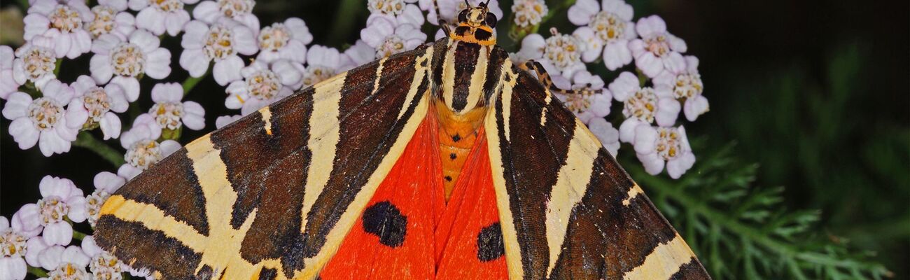 Schwarz-weiß und orangerot: So sieht der «Schmetterling des Jahres», die Spanische Flagge, aus. , © T.Laußmann/BUND/dpa