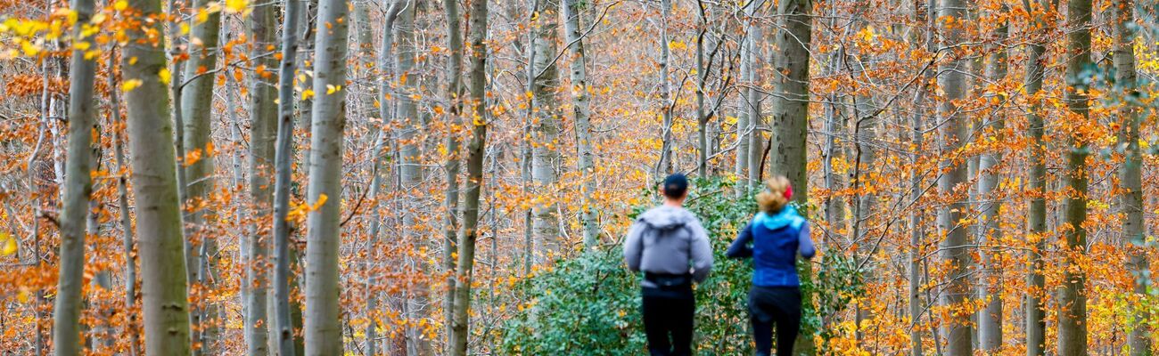 Zu nass, vor allem aber deutlich zu warm war der Herbst in NRW. (Archivbild), © Thomas Banneyer/dpa