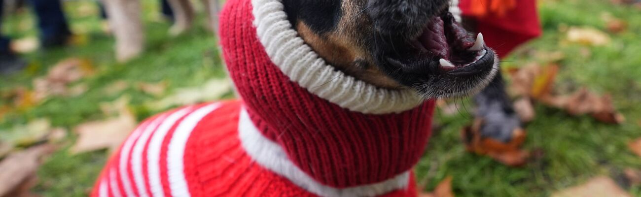 Hund Flossie im trendigen Weihnachtspulli., © James Manning/PA Wire/dpa