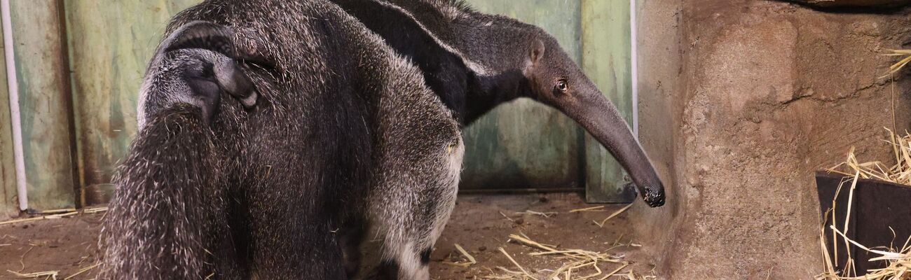 Milo, Weibchen der Großen Ameisenbären im Zoo Münster, trägt Nachwuchs auf ihrem Rücken. , © Allwetterzoo/Arlt/dpa