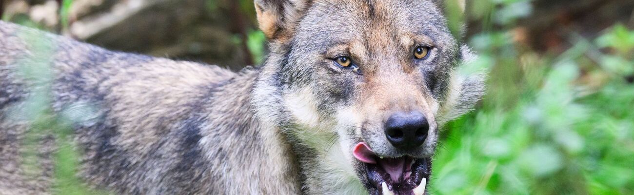 Die Debatte um den Wolf wird emotional geführt (Archivbild)., © Julian Stratenschulte/dpa