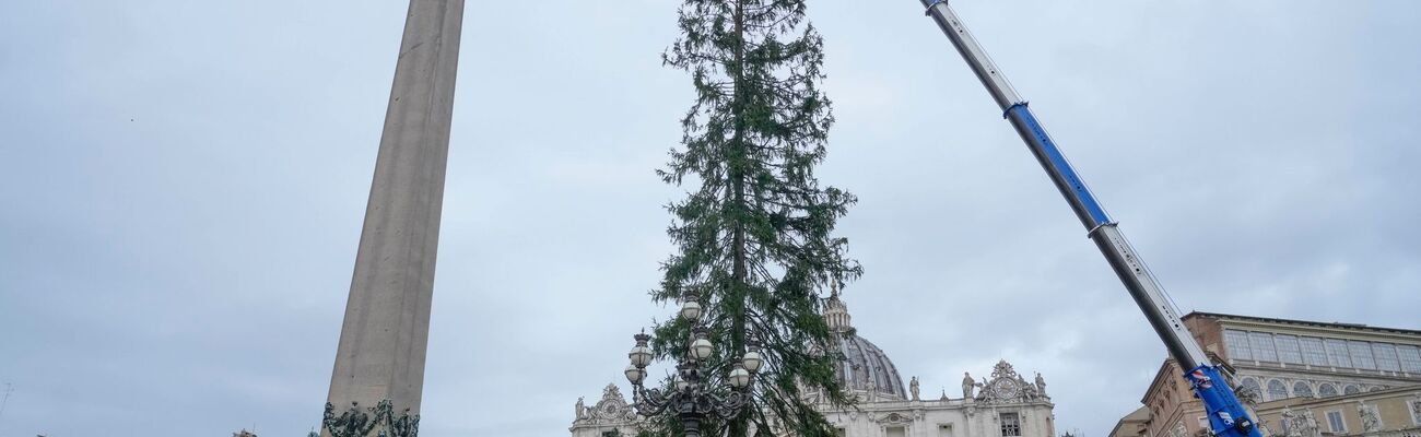 Eine 29 Meter hohe Rotfichte aus dem Dorf Ledro in den Dolomiten wird auf dem Petersplatz aufgestellt., © Gregorio Borgia/AP