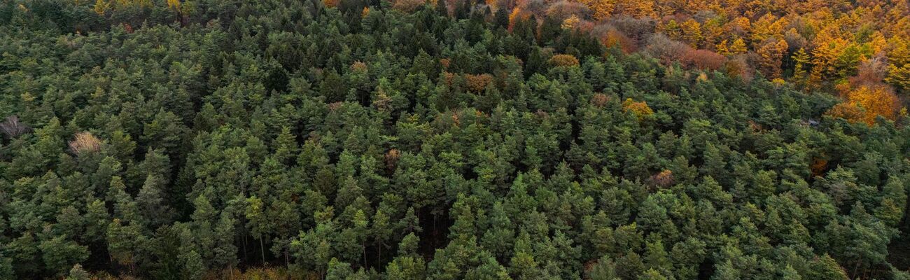 Der Bürgerentscheid könnte darüber entscheiden, ob es in NRW einen zweiten Nationalpark gibt. (Archivbild), © Oliver Berg/dpa