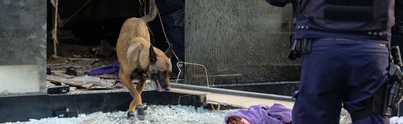 Ein Polizeihund in den Trümmern des Geschäftes in der Kölner Ehrenstraße im September., © Henning Kaiser/dpa