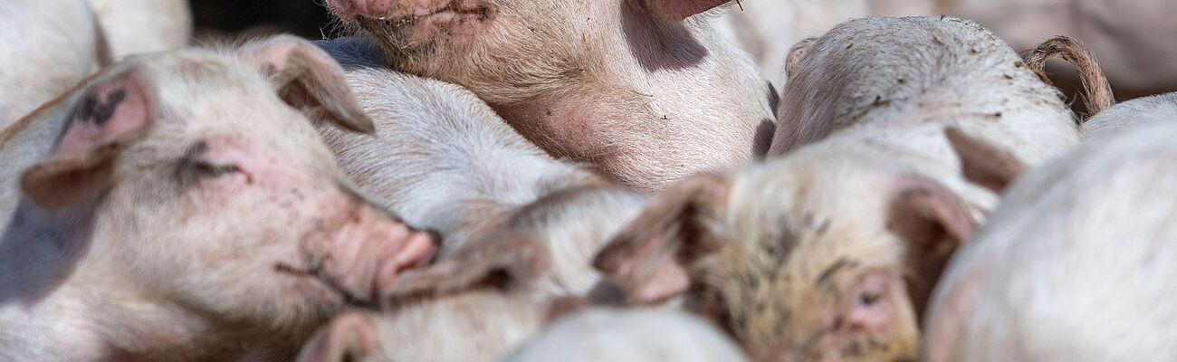 Insgesamt wurden in NRW im November 5,8 Millionen Schweine gehalten. , © Marius Becker/dpa