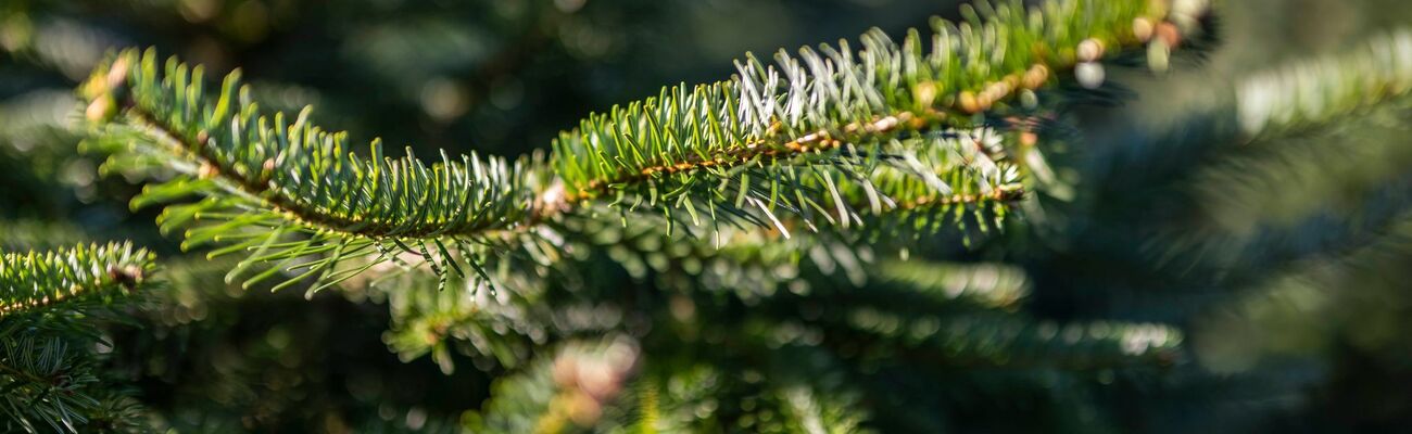 Ein misslungener Tannenbaum-Transport hat die Polizei auf den Plan gerufen (Symbolbild)., © David Inderlied/dpa