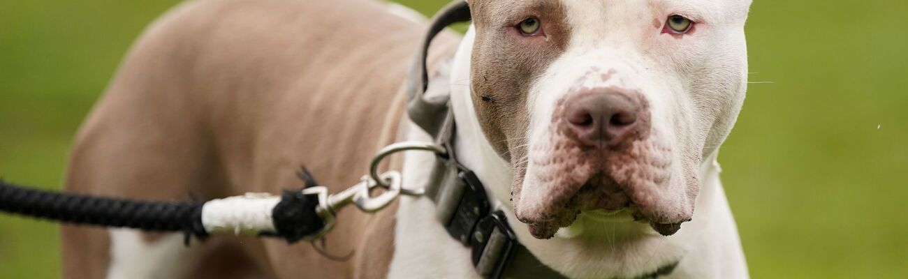 Die Haltung von XL-Bully-Hunden ist seit Februar nur noch in Ausnahmen erlaubt. (Archivbild), © Jacob King/Press Association/dpa