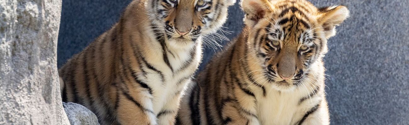 Im Zoo in Köln gab es erstmals seit elf Jahren zwei Jungtiere bei den Amurtigern. (Archivbild), © Thomas Banneyer/dpa