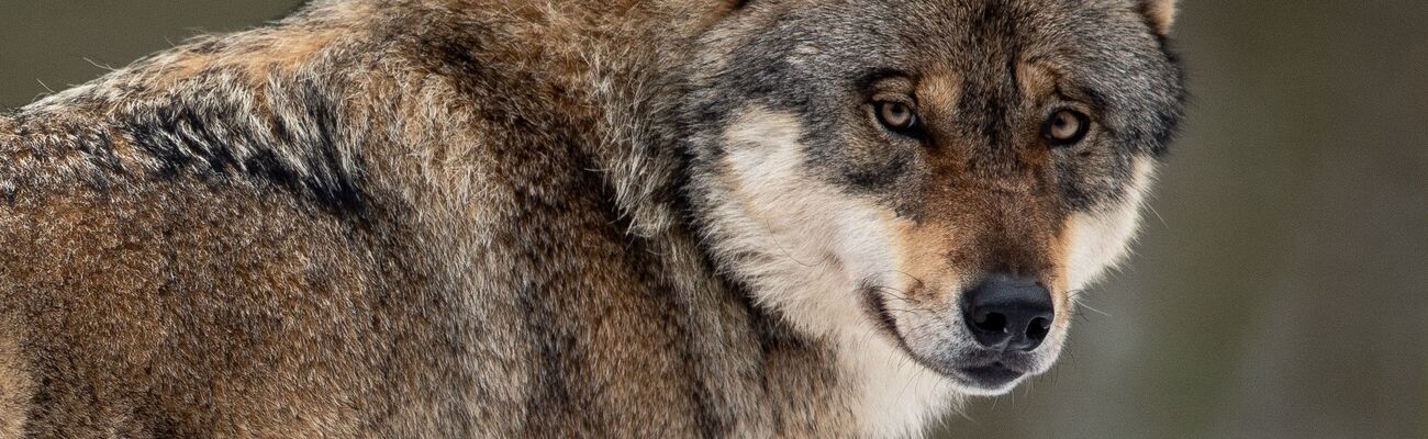 Ob die zunehmenden Angriffe auf umherziehende Wölfe oder auf in NRW ansässige Rudel zurückzuführen sind, lässt sich laut Lanuv noch nicht abschließend beurteilen., © Swen Pförtner/dpa