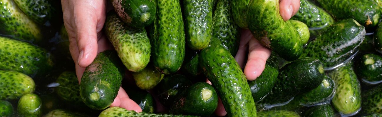 Gewürzgurken-Margaritas, Gewürzgurken-Pommes und sogar Gewürzgurken-Kuchen - wird das ein Foodtrend? (Symbolbild), © picture alliance / ZB