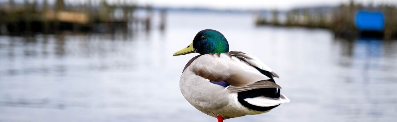 Eine Ente ist auf einem See in Braunschweig festgefroren. (Symbolbild) , © Sina Schuldt/dpa