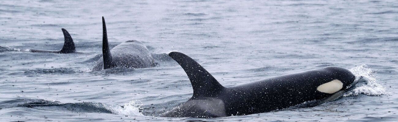 Orcas leben weltweit - wie hier bei Japan. Aber nur Tiere in der iberischen Region zeigen das mysteriöse Verhalten. (Archivbild), © -/Kyodo/dpa