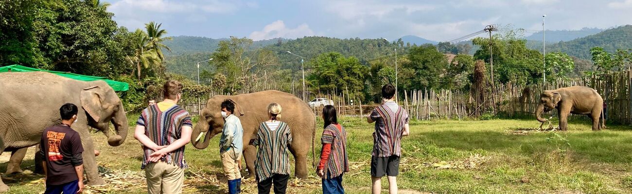 In thailändischen Elefantencamps kommen Touristen den Tieren ganz nahe. (Archivbild), © Carola Frentzen/dpa