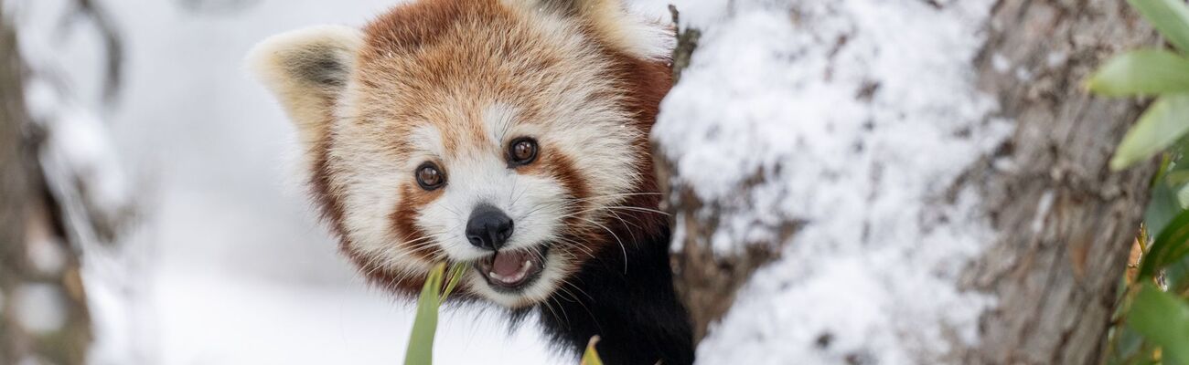 Ausgebüxt und wieder eingefangen: Panda-Zwillinge nutzten den Schnee in der Schweiz für ein Abenteuer.  , © -/Walter Zoo/dpa