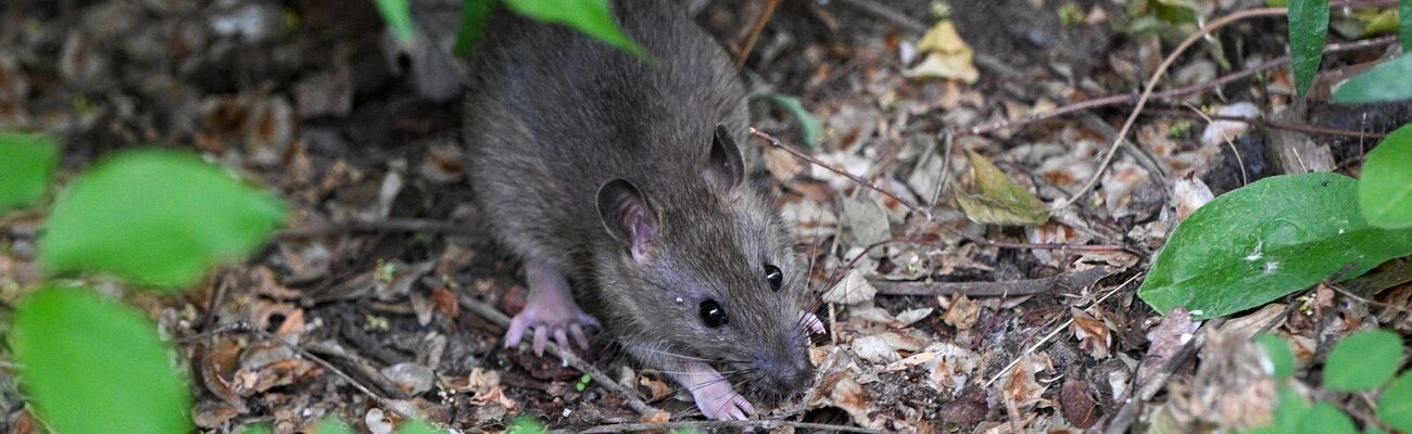 Viele Menschen haben Angst vor Ratten. (Archivbild), © Jens Kalaene/dpa