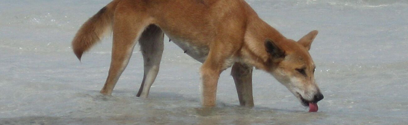 Die Dingos auf K'gari sind eine Attraktion - aber auch gefährlich. (Archivbild), © Fraser Island Dingo Preservation/AAP/dpa