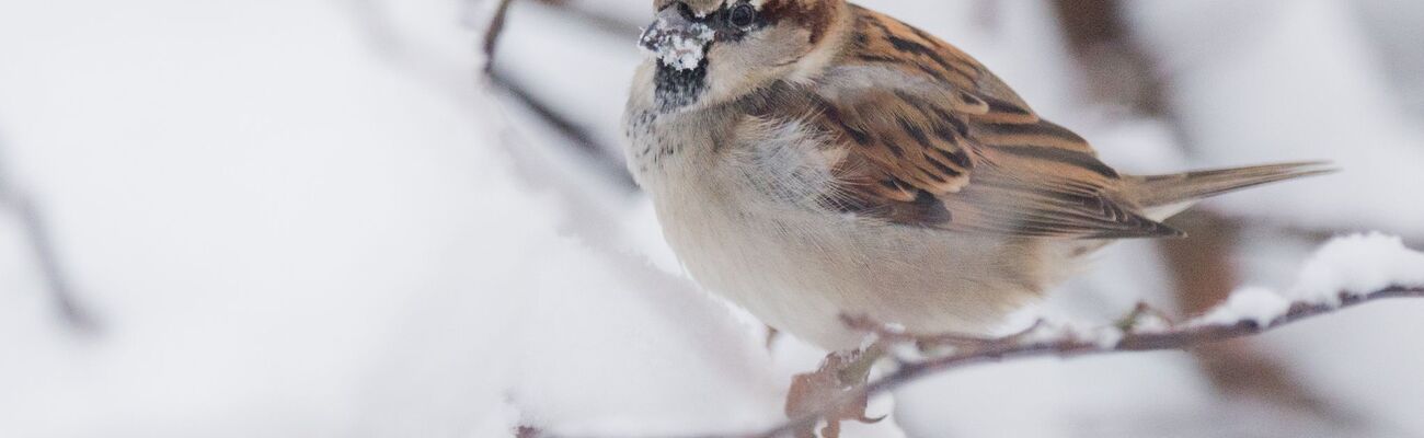 Bei der Vogelzählung «Stunde der Wintervögel» 2025 wurden Haussperling, Kohlmeise und Blaumeise als häufigste Wintervogel in Nordrhein-Westfalen genannt. (Archivbild), © Julian Stratenschulte/dpa