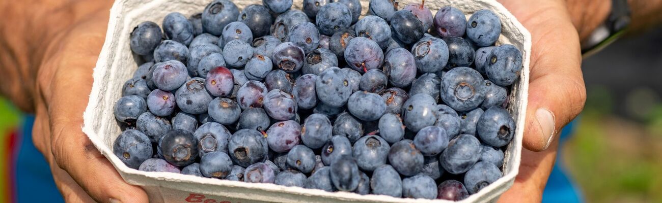 Die Ernte von Heidelbeeren war im Jahr 2024 in Nordrhein-Westfalen rückläufig. (Archivbild), © Arnulf Stoffel/dpa