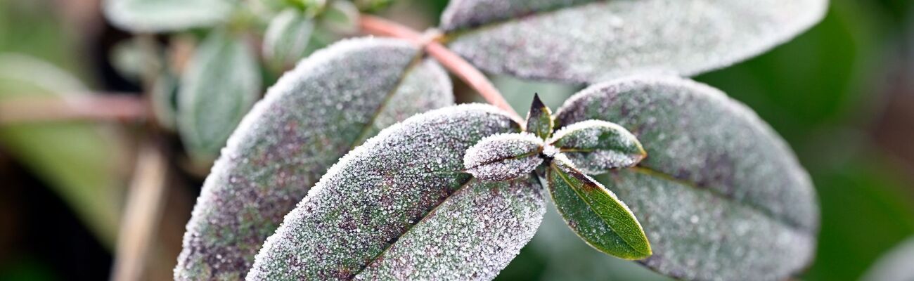 Es wird wieder kälter in NRW mit Frost und Raureif vor allem nachts. (Symbolbild), © Roberto Pfeil/dpa