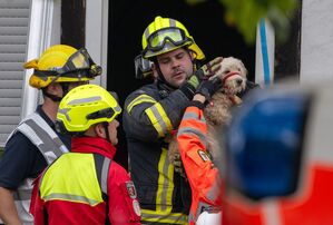 Erika Sorms Hund Queeni wird gerettet. (Archivbild), © Harald Tittel/dpa