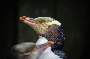 Markant sind die gelben Federn rund um die ebenfalls gelben Augen., © Hayden Parsons/Forest And Bird/dpa