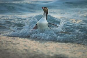 Der Hoiho ist einer der seltensten Pinguine der Welt., © Craig Mckenzie/Forest And Bird/dpa