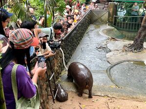 Das Hippo-Mädchen lockt jeden Tag Tausende Besucher., © Carola Frentzen/dpa